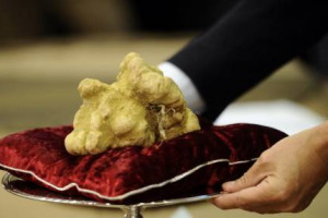 Amanti del tartufo? Nell’annata 2015 ci sarà meno e il prezzo sarà più alto (1.000 euro/kg). Almeno in Toscana, dove la raccolta del bianco è già iniziata. Ad Alba, invece, dove parte il 21 settembre, si attende la pioggia. Così i trifolai a WineNews