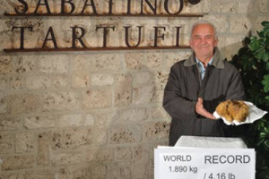 Ennesimo record per il tartufo bianco: esemplare da 1,89 kg trovata dall'azienda umbra Sabatino Italia, probabilmente il più grande di sempre. Che andrà all'asta a New York, nei prossimi giorni, per beneficenza