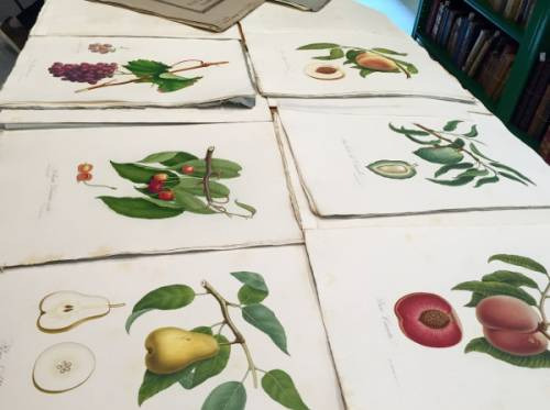 frutti illustrati nei disegni della Pomona Italiana di Giorgio Gallesio del 1817