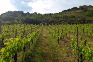 Feudi di San Gregorio mette la propria firma in un altro territorio del Sud Italia, con il progetto &ldquo;Tempa di Zo&egrave;&rdquo;, nel Cilento, in partnership con Francesco Domini, Vincenzo D&rsquo;Orta e Bruno De Conciliis. Con tre vini e la voglia di crescere ancora