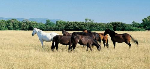 I cavalli nella Tenuta San Guido
