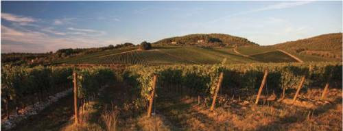 I vigneti di Tignanello