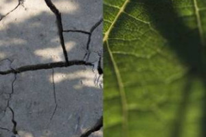 BACCO INCONTRA LA FOTOGRAFIA A &ldquo;ISTANTANEE DI VINO-YOUNG & WINE EDITION&rdquo;, MOSTRA DEL CONSORZIO VINI ASTI E MONFERRATO PER RIVIVERE CON UN TOUR ENO-FOTOGRAFICO LA VENDEMMIA 2012 VISTA DA GIOVANNI PROMESSE DELLA FOTOGRAFIA (DALL&rsquo;8 NOVEMBRE A MILANO)