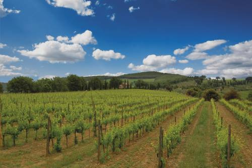I vigneti a Brunello di Casisano, una delle griffe di punta della galassia Tommasi