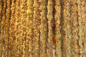 Il percorso della piccola Doc Breganze &egrave; lastricato di vivacit&agrave; imprenditoriale e forti investimenti, spesso da altri settori. Tra vitigni autoctoni e internazionali &ldquo;naturalizzati&rdquo; tanti progetti originali fondati su storia innovazione e solidariet&agrave;