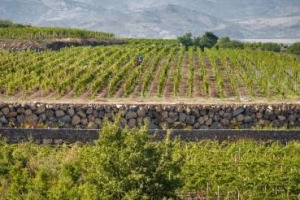 Dopo Allegrini, Pieropan, Renato Ratti, Poggio al Tesoro, Jermann e Argiano, Lux Wines, la divisione di alta gamma della distribuzione di E. & J. Gallo, ufficializza l&rsquo;accordo per la distribuzione della griffe dell&rsquo;Etna Tornatore