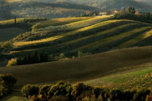 Il caso Toscana: secondo il Piano di Indirizzo Territoriale troppo vigneti, spesso intensivi e a monocultura, che mettono a rischio il Paesaggio. Insorge il mondo del vino. Busi, presidente Consorzio Vino Chianti: &ldquo;piano sbagliato e anacronistico&rdquo;