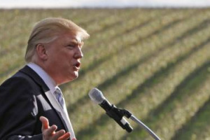 Coerenza (enoica) vo cercando: Trump Vineyard Estates, la cantina della famiglia Trump - ora in mano al figlio del 45esimo Presidente - ha richiesto 23 visti speciali per assumere temporaneamente manodopera straniera nei suoi vigneti in Virginia