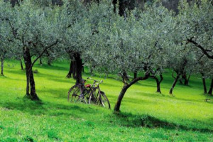 Al via la terapia salva ulivi per fermare il diffondersi della “Xylella Fastidiosa”. Non solo interventi agricoli mirati come taglio dei rami, trinciatura e aratura dei campi. Anche un crowdfunding ambientale per salvare le piante millenarie