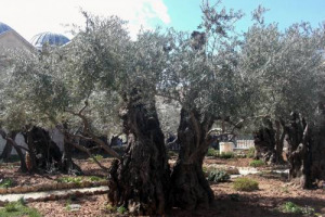 È toscano, di Vinci, di professione fa il giardiniere e ha un debole per l’olivo: è Marco Peruzzi, il potatore degli olivi più famosi del mondo, quelli dell’Orto dei Getsemani a Gerusalemme dove Gesù si ritirò in preghiera dopo l’Ultima Cena