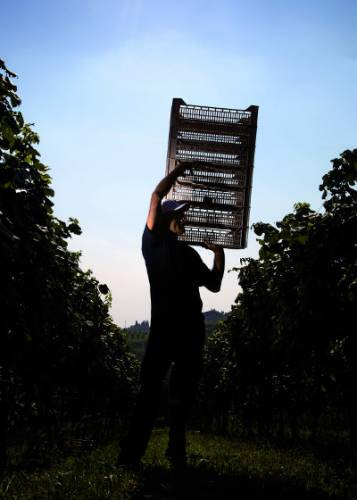 Fotografia e vino, Zenato e arte: uomo e vigneto