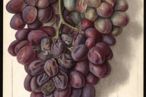 Dalle pesche al cocomero, dalle mele all’uva: riscoprire la frutta di un secolo fa nei 7.584 acquarelli dell’epoca, digitalizzati e resi disponibili a tutti online, dalla Biblioteca Agricola Nazionale del Dipartimento di Agricoltura degli Stati Uniti