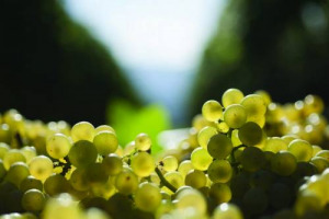 Vendemmia 2016: buona/ottima nei territori dei migliori vini bianchi. Raccolta in ritardo sul 2015, qualche sacrificio quantitativo, ma qualit&agrave; molto interessante. A dirlo a WineNews autorevoli testimoni di ci&ograve; che accade tra i filari italiani