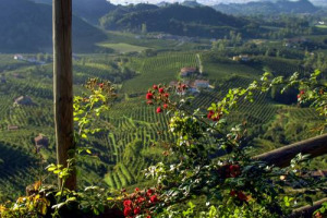 Unesco, domani la decisione sull&rsquo;invio della candidatura de &ldquo;Le colline del Prosecco di Conegliano e Valdobbiadene&rdquo;, per arrivare al riconoscimento nel 2018. Il Ministro delle Politiche Agricole Martina: &ldquo;sosteniamo la candidatura&rdquo;