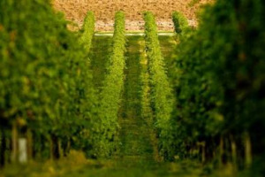 VALPOLICELLA, &Egrave; ANCORA SCONTRO TRA CONSORZIO E FAMIGLIE DELL&rsquo;AMARONE. IL CONSORZIO: &ldquo;NESSUN AMPLIAMENTO DELLA ZONA DI PRODUZIONE&rdquo;. LE FAMIGLIE: &ldquo;COS&Igrave; SI OMOLOGANO COLLINA E PIANURA, &Egrave; UN CONDONO TOMBALE&rdquo;. E ARRIVA IL TAVOLO INTERPROFESSIONALE
