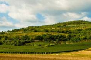 ANCORA DIBATTITO IN VALPOLICELLA. IL CONSORZIO: OK LE MODIFICHE CHE ELIMINANO LA NORMA DEL 1965 (MA MAI APPLICATA) CHE IMPEDIVA DI PRODURRE AMARONE IN VIGNETI SOTTO I 300 METRI. FAMIGLIE DELL&rsquo;AMARONE E VIGNAIOLI INDIPENDENTI CHIEDONO CHIARIMENTI