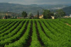 AMARONE PER UOMINI E RECIOTO PER DONNE? NON PIU&rsquo;, PERCHE&rsquo; DALL&rsquo;UNIVERSO FEMMINILE AI GIOVANI, IL VINO DI PUNTA DELLA DOC VALPOLICELLA FA TENDENZA E VOLA SULL&rsquo;EXPORT. E AD &ldquo;ANTEPRIMA AMARONE&rdquo; (VERONA, 29/30 GENNAIO) SI PRESENTA CON LA VENDEMMIA 2007