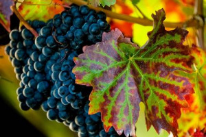 Amarone della Valpolicella contraffatto, truffa da 3 milioni di euro sventata dai Carabinieri