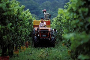 VENDEMMIA 2007 - FOCUS WINENEWS: DA NORD A SUD D’ITALIA, ARRIVANO PARERI PARTICOLARMENTE OTTIMISTICI SUGLI ESITI DELLA RACCOLTA ... E TANTI NOMI IMPORTANTI DELL’ENOLOGIA DEL BEL PAESE NON NASCONDONO GRANDI ASPETTATIVE ...