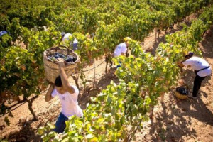 Se in Italia pare ancora un azzardo, dalla Francia arrivano le prime previsioni vendemmiali, firmate dal Ministero dell&rsquo;Agricoltura: parla di 44 milioni di ettolitri, in calo dell&rsquo;8% sul 2015 a causa, principalmente, delle gelate primaverili