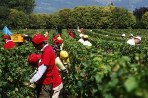 E DOMANI COMINCIA LA VENDEMMIA, ALMENO IN FRANCIACORTA E PRECISAMENTE DA BERLUCCHI, DOVE UN INNOVATIVO PROGETTO DI VITICOLTURA DI PRECISIONE GUIDA LA PRODUZIONE DI QUESTA STORICA FIRMA DELLE &ldquo;BOLLICINE&rdquo;