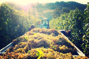 Vendemmia 2017? Un solo punto fermo, la forte incertezza. Da Nord a Sud la &ldquo;tempesta perfetta&rdquo;: prima le gelate tardive poi la siccit&agrave;. Annata di difficilissima decifrazione per alcuni dei pi&ugrave; importanti enologi del Bel Paese
