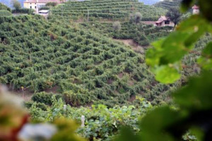 SI PARLA SPESSO DEL &ldquo;FENOMENO PROSECCO&rdquo; COME SE SI TRATTASSE DI QUALCOSA DI RECENTE. E FORSE LO &Egrave;, NEI NUMERI E NELL&rsquo;EXPORT. &ldquo;MA IN REALT&Agrave; HA RADICI ANTICHE&rdquo;. A WINENEWS, DOMENICO SCIMONE DELLA STORICA CANTINA CARPEN&Egrave; MALVOLTI DI CONEGLIANO