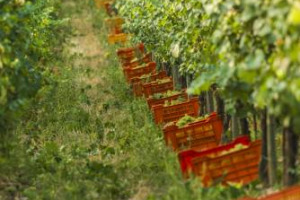 Via alla vendemmia 2017, da domani tra i filari di Franciacorta, dopo anticipi in Sicilia e Sardegna, con primi grappoli gi&agrave; raccolti a fine luglio. E, mentre la Toscana spera nella pioggia, il presidente Enologi Italiani Cotarella predica prudenza