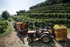 Se al Sud gi&agrave; dalla fine di luglio c&rsquo;&egrave; chi ha iniziato a tagliare i primi grappoli, come in Sicilia con Settesoli, e Planeta, in questi giorni, si parte anche al Nord: oggi al via la Franciacorta, con il Pinot Nero, a Castello Bonomi (Paladin)