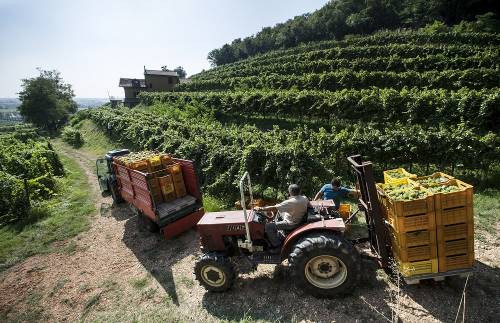 Da oggi vendemmia in Franciacorta a Castello Bonomi, cantina che pratica precision farming