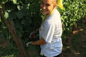 Incertezza in vigna per la vendemmia 2017, ma dai mercati sembrano arrivare certezze: export a +4,7% nei primi 4 mesi dell&rsquo;anno, sul 2016 da record. Cos&igrave; Coldiretti su dati Istat. &ldquo;Nonostante il calo stimato, Italia ancora produttore n. 1 al mondo&rdquo;
