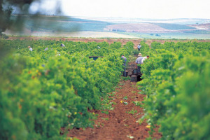 LEGGI & VINO - FINANZIARIA 2007: CONTRIBUTI, VENDITA DIRETTA, INPS, ISPETTORATO REPRESSIONE FRODI (CON FUNZIONI DI VIGILANZA SU ATTIVITÀ DI CONTROLLO DI ORGANISMI ADDETTI ALLA CERTIFICAZIONE DELLE PRODUZIONI DI QUALITÀ), EXPORT, CERTIFICAZIONE