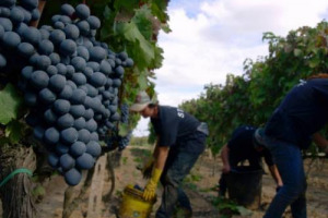 TERMINATA LA RACCOLTA DELLE UVE PER BIANCHI E BOLLICINE, ENTRA NEL VIVO LA VENDEMMIA DEI ROSSI, IN QUASI TUTTI I PI&Ugrave; GRANDI TERROIR DEL BELPAESE, DA MONTALCINO A BOLGHERI, DALLA VALPOLICELLA AL CHIANTI FINO AL PIEMONTE