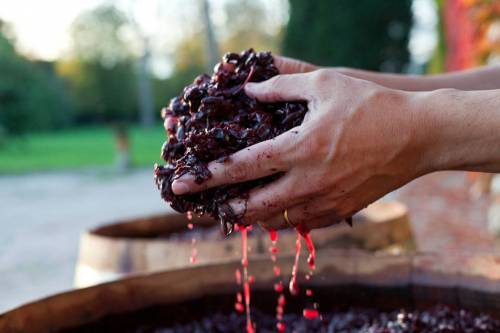 Il calo quantitativo è notevole ma la qualità è meglio di quanto temuto, così i produttori italiani top sondati da WineNews sulla vendemmia 2017