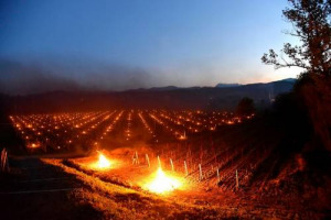 Il gelo non lascia l&rsquo;Italia, e a tremare sono soprattutto i vignaioli. C&rsquo;&egrave; chi fa la conta dei danni, e chi corre ai ripari, seguendo l&rsquo;esempio dei colleghi francesi e disseminando i filari di fal&ograve;, come Venica & Venica in Friuli Venezia Giulia
