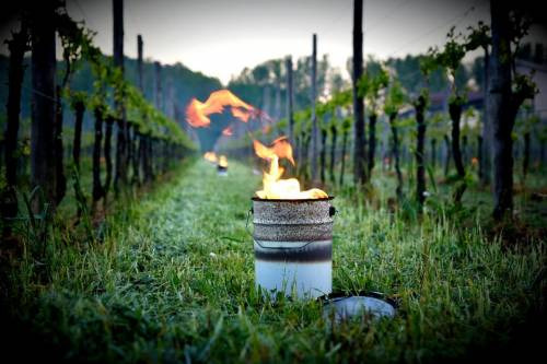 Il gelo minaccia il vigneto Italia ed i vigneron corrono ai ripari: fuochi tra i filari di Venica