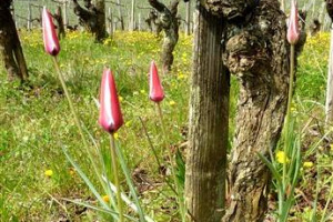 Bordeaux guarda al futuro e, messa alle strette dall&rsquo;opinione pubblica, apre al superamento dell&rsquo;uso fitosanitari in vigna. Bernard Farges, presidente Civb: &ldquo;il nostro obiettivo &egrave; la forte diminuzione, e magari il superamento, dell&rsquo;uso della chimica&rdquo;