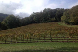 Un Franciacorta di Pinot Nero non dosato, &ldquo;per far esprimere luogo e vitigno&rdquo;, da una vigna particolarissima: 4,5 ettari tra castagni e roveri, a 460 metri di altitudine, sul Lago di Iseo: ecco il nuovo progetto di Maurizio Zanella e C&agrave; del Bosco