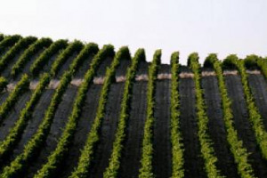 IN FRANCIA DUE TRA I PI&Ugrave; GRANDI GRUPPI VINICOLI D&rsquo;OLTRALPE, VAL D&rsquo;ORBIEU E UCCOAR, SI FONDONO E CREANO QUELLO CHE POTREBBE ESSERE IL GRUPPO DEL VINO N. 5 AL MONDO: UN COLOSSO DA 17.000 ETTARI DI VIGNETI E 3 MILIONI DI ETTOLITRI DI COMMERCIALIZZATI