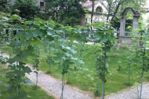 1482, la storia di Leonardo da Vinci si intreccia a Milano ed alla corte di Ludovico il Moro che, nel 1498, gli regala un grande vigneto. Che oggi rivive grazie allo sforzo comune di Universit&agrave; di Milano, Confagricoltura e RaiCom