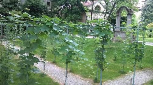 La Vigna di Leonardo da Vinci torna nel cuore di Milano