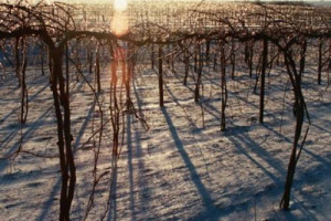 LA RICERCA SULLA VITE E SUL VINO NON CONOSCE OSTACOLI: ANCHE IL MINNESOTA, NONOSTANTE IL CLIMA RIGIDO, GRAZIE AGLI STUDI DELLA PROPRIA UNIVERSITA&rsquo; HA VIGNETI RESISTENTI AL FREDDO E PRODUCE IL PROPRIO VINO. ORA L&rsquo;OBIETTIVO E&rsquo; FARLO ANCORA PIU&rsquo; BUONO