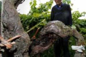 LA VIGNA? UN MONUMENTO. ACCADE IN FRANCIA, NEL PAESE IN CUI IL VINO &Egrave; CULTURA UNA VIGNA ENTRA PER LA PRIMA VOLTA NELL&rsquo;ALBO FRANCESE DEI MONUMENTI STORICI. 600 VITI DELLA REGIONE MIDI-PYR&Eacute;N&Eacute;ES FARANNO PARTE DEL PATRIMONIO MONUMENTALE D&rsquo;OLTRALPE
