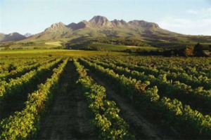 IL DECALOGO DELL&rsquo;ENO-APPASSIONATO AMICO DELL&rsquo;AMBIENTE: DA ETICHETTE RICICLATE A BOTTIGLIE ALLEGGERITE, PASSANDO PER CANTINE CERTIFICATE, ECCO COME SCEGLIERE IL VINO ECO-FRIENDLY. ANCHE TRA GLI AMANTI DEL BUON BERE BATTE UN &ldquo;CUORE&rdquo; VERDE ...