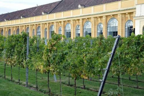 Vigna Schonbrunn a Vienna