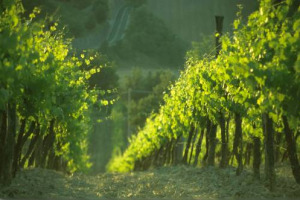 Ttip & Vino, l&rsquo;Arev (Regioni Europee Viticole) vuole la rinuncia, da parte degli Usa, all&rsquo;uso di 17 indicazioni geografiche (tra cui Chianti e Marsala), il riconoscimento del vino bio Ue e stop a certificato di etichetta &ldquo;Cola&rdquo;