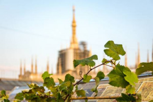 Dall&rsquo;Empire State Building alla Madonnina: ad ogni &ldquo;vigna sui tetti&rdquo; la sua vista. Arriva anche a Milano la possibilit&agrave; di passeggiare fra le viti. Dove? Sul rooftop della Galleria Vittorio Emanuele, degustando i vini della Tenuta Bosco Albano