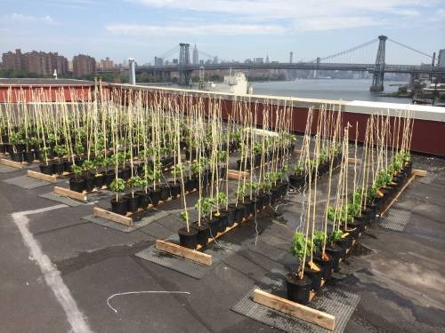 Vigna anche sui tetti di Brooklyn a New York