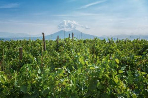 Forse non tutti sanno che &hellip; Napoli &egrave; la seconda citt&agrave; pi&ugrave; vitata d&rsquo;Europa e custodisce viti a piede franco. Il Festival delle Vigne Metropolitane, nato per valorizzare il vigneto cittadino, chiude il 27 gennaio alla Real Vigna di Capodimonte
