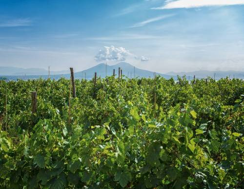 Se Napoli è la seconda città più vitata d’Europa